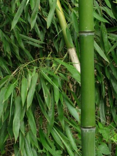 Bamboo Flooring: The Green Alternative for Your Home